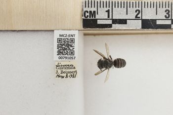 Media type: image;   Entomology 791057 Aspect: Labels